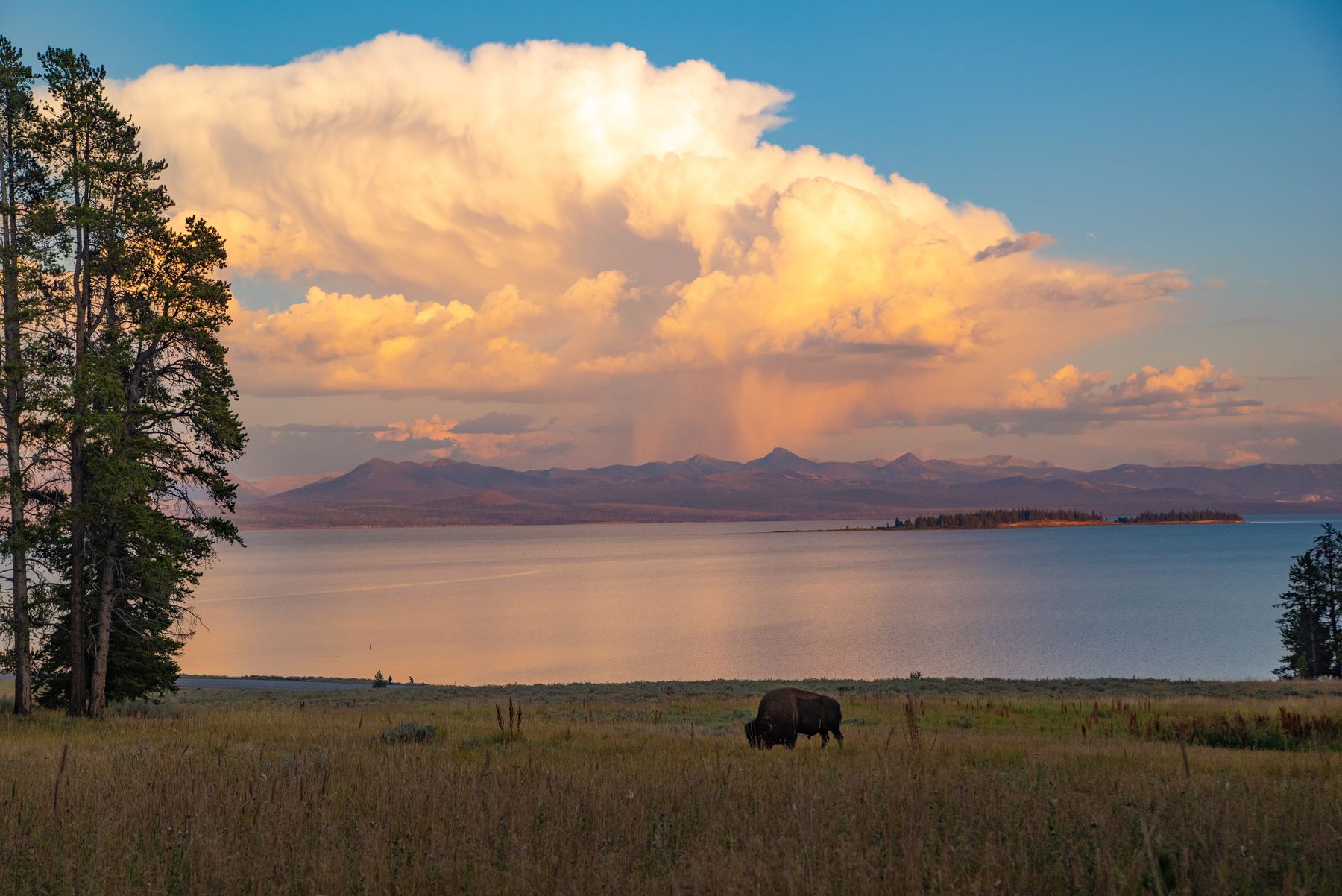 A bison grazing at Yellowstone Lake beneath an evening thunderhead